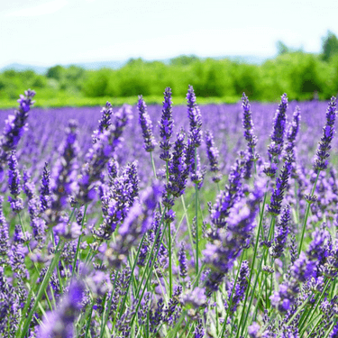 Lavender Field - Aroma of lavender